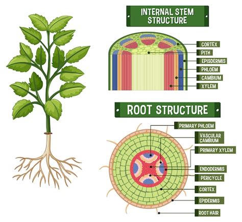 Plant Root Diagram Images - Free Download on Freepik