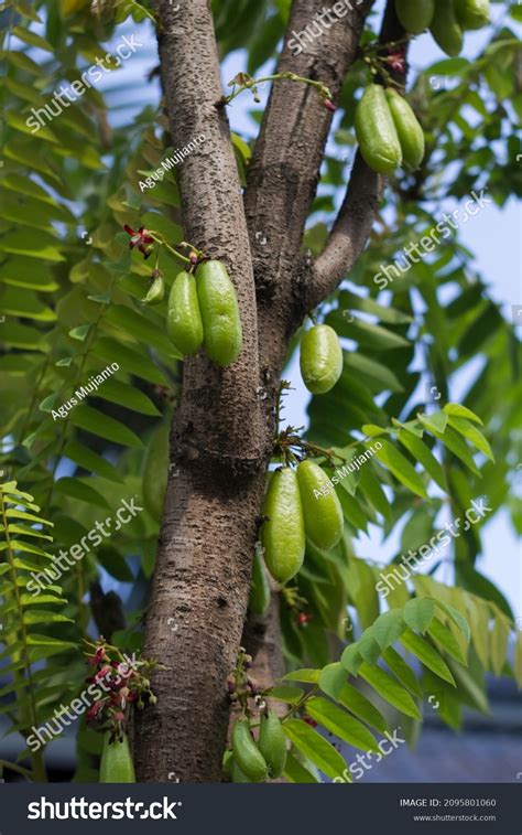 Belimbing Wuluh Averrhoa Bilimbi Sour Fruit Stock Photo 2095801060 | Shutterstock