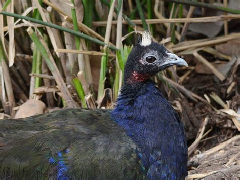 The Online Zoo - Congo Peacock