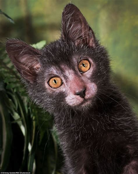 'Werewolf cats' are the most popular pet this Halloween | Werewolf cat, Cat breeds, Lykoi cat