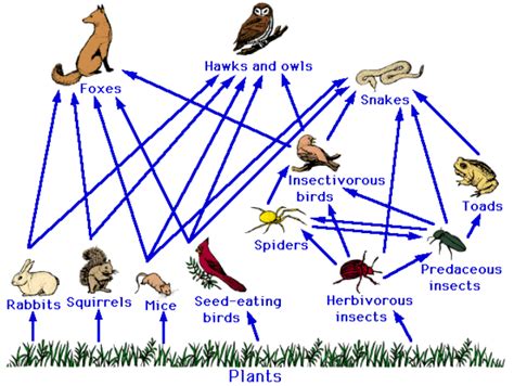 Food Web or Food cycle | Our Environment class 10 Notes