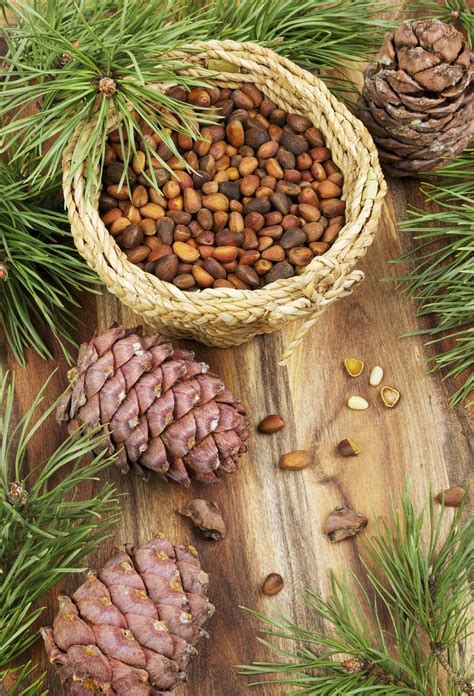 Where Do Pine Nuts Come From: Harvesting Pine Nuts From Pine Cones ...