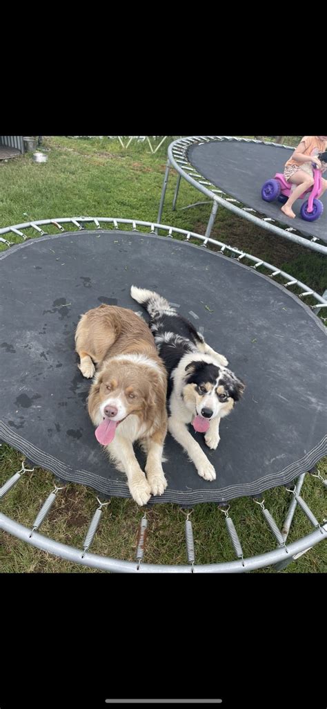 Border Collie - Beaudesert QLD - PetsForHomes