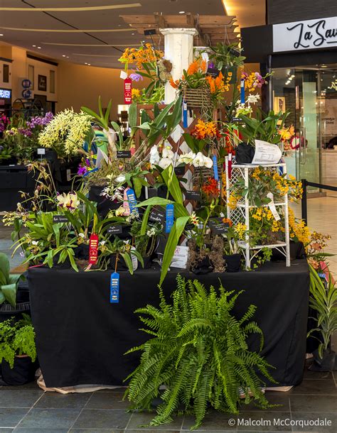 2023 Spring Show Awards | Houston Orchid Society | Conservation ...