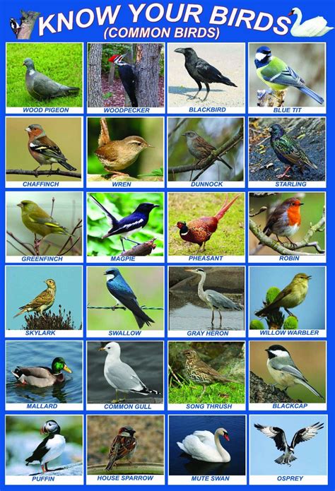 laminated KNOW YOUR BIRDS | british uk England great britain native birds | wildlife ...