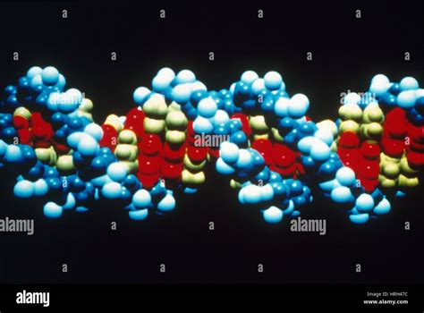 B-DNA molecular model Stock Photo - Alamy