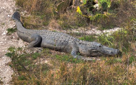 Aransas National Wildlife Refuge | David, Janet, and Vanessa