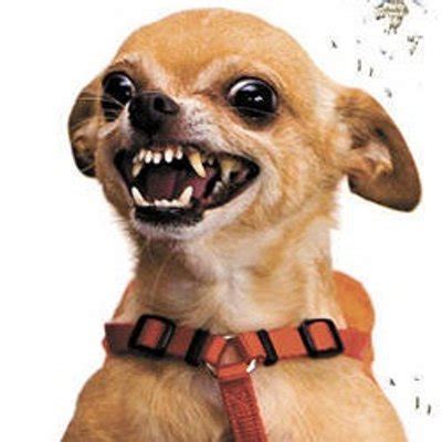 Angry Chihuahua (@ChihuahuaAngry) | Twitter