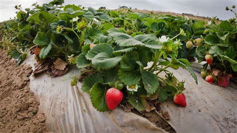 Natural Habitats And Strawberry Farms | Earth Wise | Earth Wise