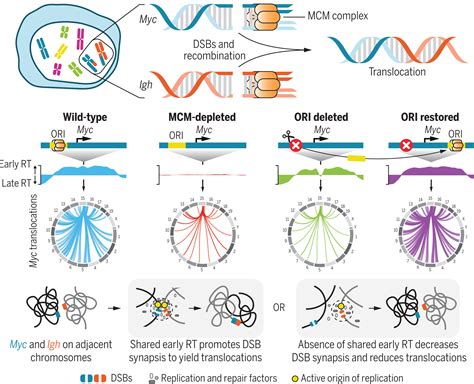 DNA replication timing directly regulates the frequency of oncogenic chromosomal translocations ...