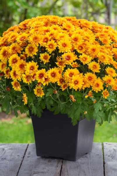 How To Get Your Hardy Mums To Bloom This Fall! Summer Mum Care