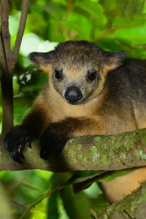 Tree Kangaroos at Lumholtz Lodge - Travel Photography