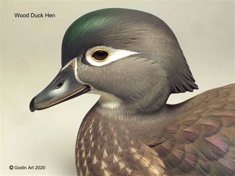 Wood Duck Hen Photo Packet - Godin Art