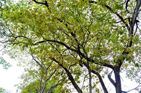 Guayacán- Tabebuia chrysantha