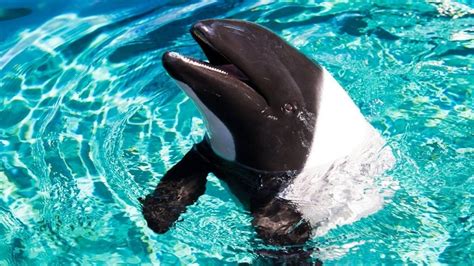 Amazing Facts About Commerson’s Dolphin – Animal Encyclopedia