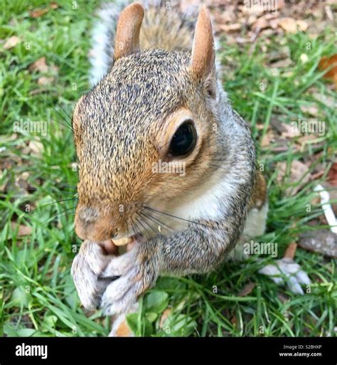 Squirrel eating nuts Stock Photo - Alamy