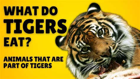 What Do Bengal Tigers Eat - Katynel