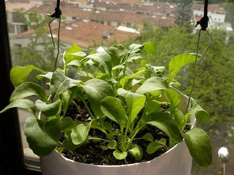 Basics for Growing Arugula in Containers | Dengarden