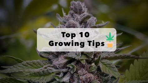 Top 10 Tips on How to Grow Weed at Home - KingPalm