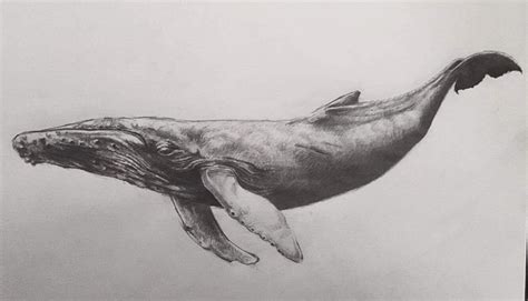 Whale drawing from Detti Der #whale #draving #derdetti | Whale tattoos, Whale drawing, Whale ...