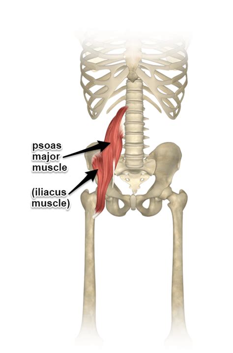 Iliopsoas muscle pain: Cause, Symptoms, Treatment & Exercises