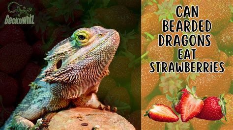 Bearded Dragons and Strawberries: A Nutritional Guide