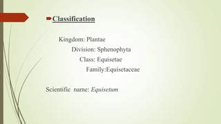 Sphenophyta | PPT