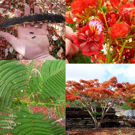 Royal Flame Tree Poinciana Delonix Regia Seeds | Fair Dinkum Seeds