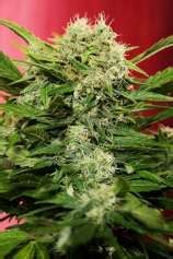 Chronic Ryder (de Seedsman) :: Info de Variedad