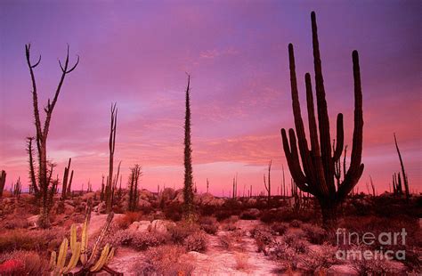 Mexican Desert Photograph by Art Wolfe - Fine Art America