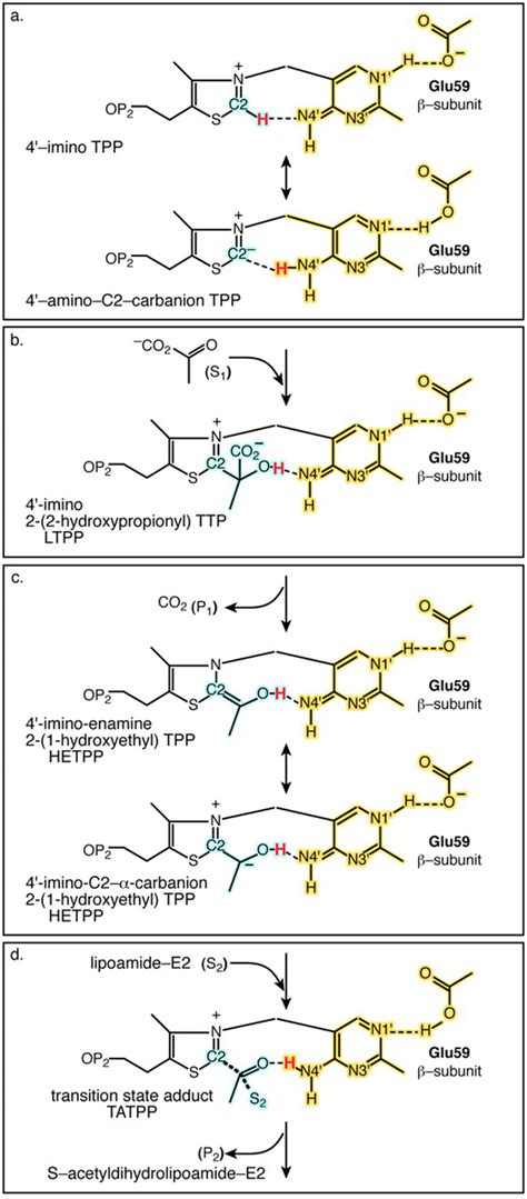 Structural Basis for Flip-Flop Action of Thiamin Pyrophosphate-dependent Enzymes Revealed by ...