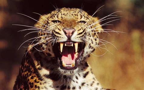 Angry Leopard wallpapers