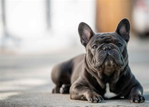 23 French Bulldog Health Issues Pet Parents Should Know About | PetMD