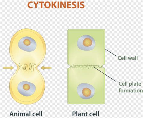 Mitosis Cytokinesis Cell division Chromosome, angle, cell png | PNGEgg