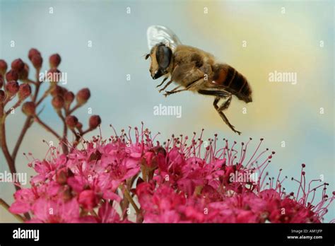 Diptera fliegt hi-res stock photography and images - Alamy