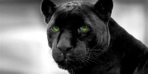 Black panther – myths and facts | DinoAnimals.com