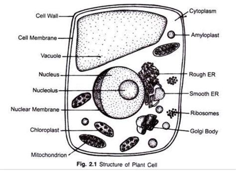 Plant Cell Model Labeled Parts