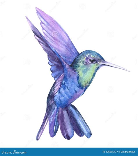 Watercolor Hummingbird Stock Illustrations – 3,102 Watercolor ...