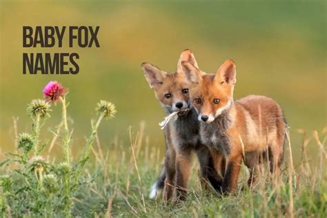 Fox Names 100+ Cute & Unique Names [Male & Female] - PetShoper