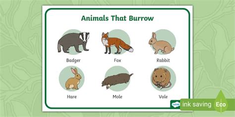 Animals That Burrow Display Poster (teacher made) - Twinkl