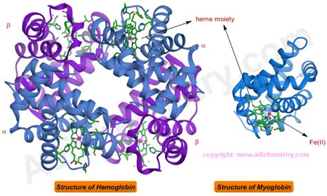 [DIAGRAM] Structure Of Myoglobin Diagram - WIRINGSCHEMA.COM