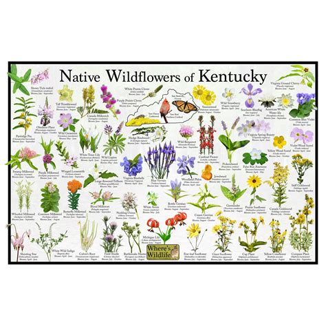 Native Wildflowers of Kentucky / State Flower Field Guide Poster ...