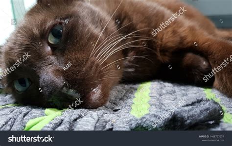 Older Brown Cat Runny Nosesmucus Kind Stock Photo 1468797674 | Shutterstock