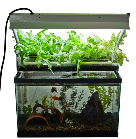 Aquaponics With Fish Tank : Fish For Aquaponics