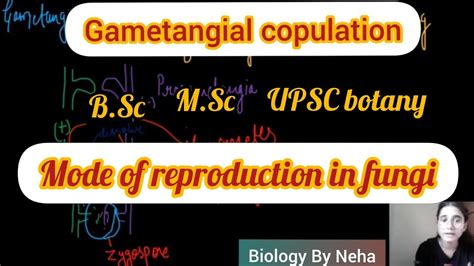 What is Gametangial Copulation | Types of Gametic fusion in fungi | Biology By Neha🌻 - YouTube