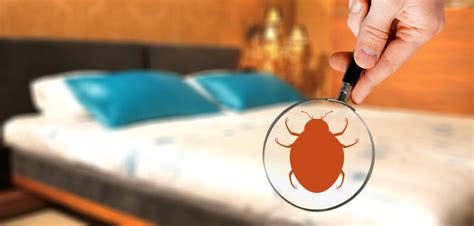 Bed Bugs Control: The Early Signs of Bed Bugs