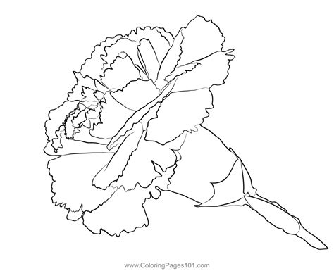 The Carnation Coloring Page Coloring Pages Free Print - vrogue.co