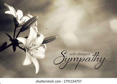 Sympathy Card Lily Flowers Stock Photo 1791154757 | Shutterstock