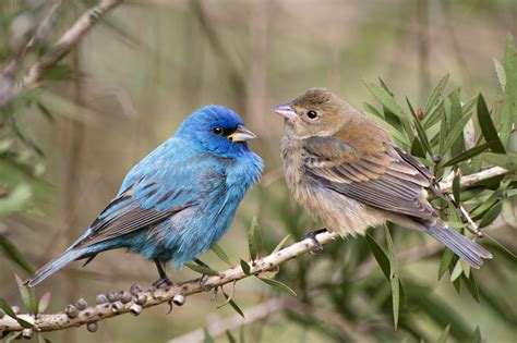 Indigo Bunting: Identification, Habitat, And Lifespan