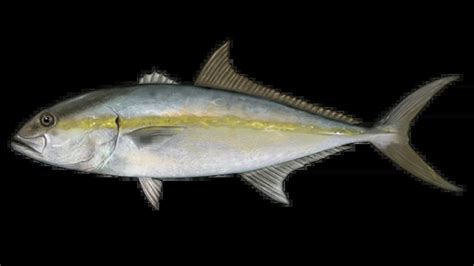 Amberjack Fishing in Florida: Tips, Spots, and Techniques